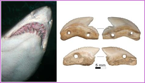 Archaeologists Discover 7,000-Year-Old Knives Made From Tiger Shark Teeth