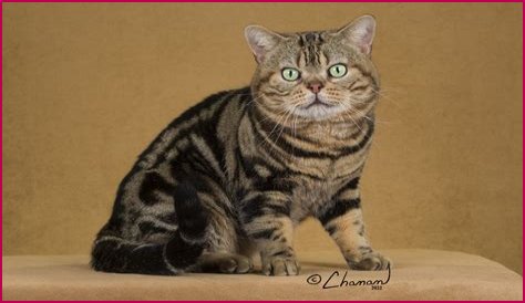 'Genetically Impossible' Male Calico Barred From Cat Fanciers' Association Show